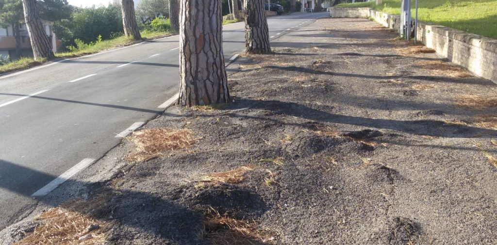 Asfalti e rimozione radici dei pini sulle strade di Porto Sant’Epidio, al via da settembre per l’importo di 150 mila euro