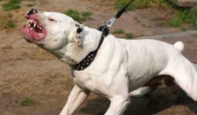 Forano gomme alle auto e aizzano il cane su un passante, denunciati cinque tunisini a Tre Archi