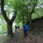 Good Morning Sibillini, il 6 ottobre escursione sensoriale nei boschi di San Ginesio