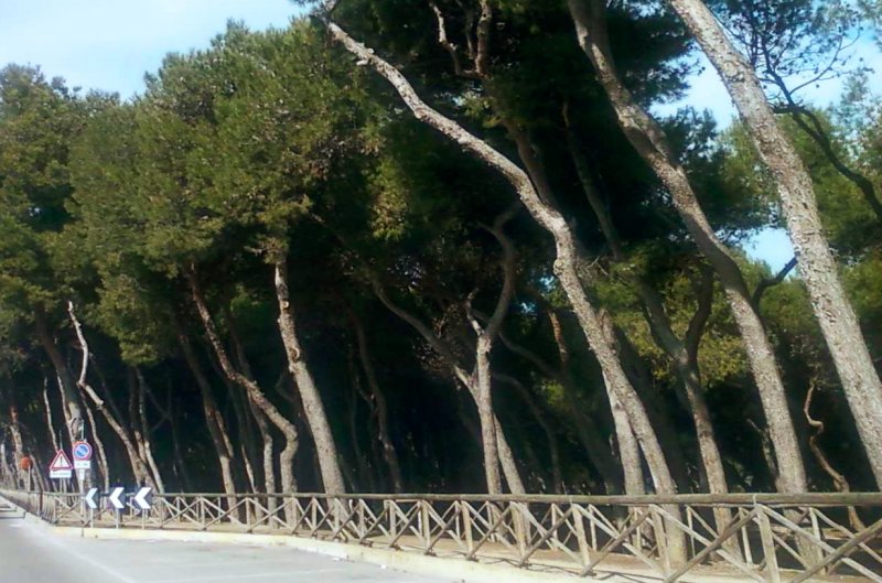 Legna gratuita alla pineta nord di Porto Sant’Elpidio, basta fare domanda in Comune