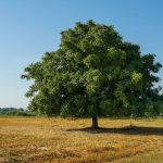 Alla scoperta degli alberi fra storia e scienza, il 23 febbraio incontro sul noce a Fermo